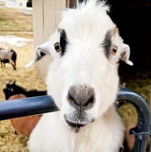 Meet your Posher, Karen lee